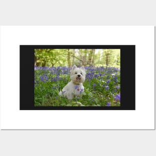 Westie in the bluebell woods Posters and Art